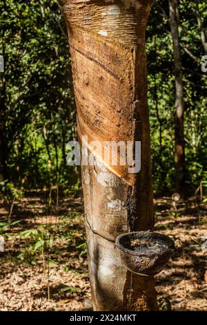 Albero di gomma vicino alla città di Luang Namtha, Laos Foto Stock