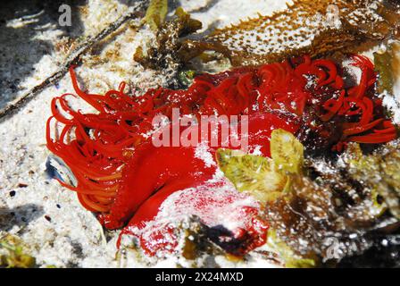Primo piano di un raro e bellissimo Anemone del Mar delle false prugne rosso acceso in una limpida pozza di marea della riserva naturale De Hoop del Sudafrica. Foto Stock