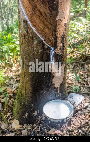 Albero di gomma in fase di intercettazione vicino alla città di Luang Namtha, Laos Foto Stock