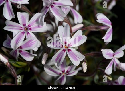 I fiori di un fiore perenne phlox strisciante a strisce di caramelle Foto Stock