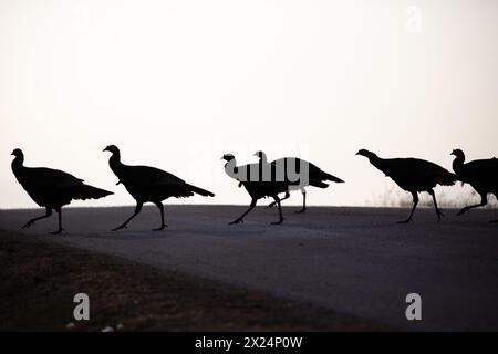 Sagome di tacchini selvatici orientali (Meleagris gallopavo) che attraversano una strada del Wisconsin, orizzontale Foto Stock