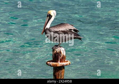 Pellicano marrone (Pelecanus occidentalis) in piedi sul vecchio molo, sull'isola di Aruba. Acqua blu-verde sullo sfondo. Foto Stock