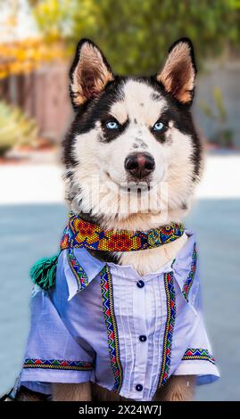 Siberian Husky in una camicia elegante. Foto Stock