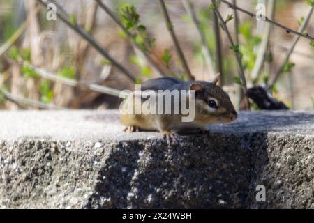 Un chipmunk cauto si avvicina sopra la sporgenza, guardando la telecamera. Foto Stock