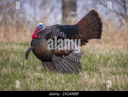 Tom turkey in una serata di aprile nel Wisconsin settentrionale. Foto Stock