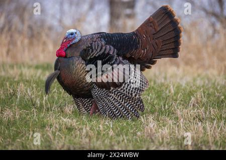 Tom turkey in una serata di aprile nel Wisconsin settentrionale. Foto Stock