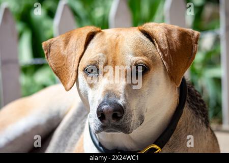 Ritratto di un mix di beagle Foto Stock