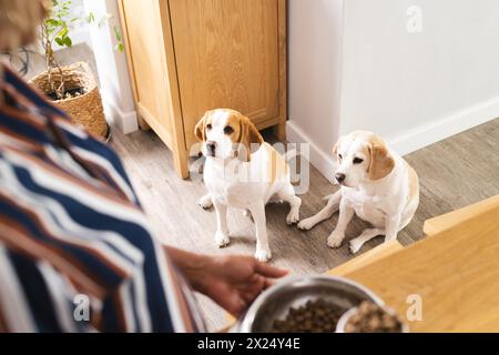 Donna afroamericana anziana che dà da mangiare a casa due cani, in piedi in una cucina luminosa Foto Stock