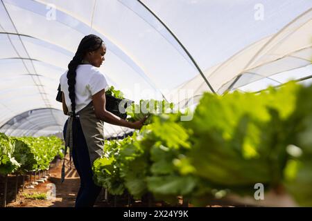 Una donna afro-americana in una serra tiene una fresca lattuga idroponica Foto Stock
