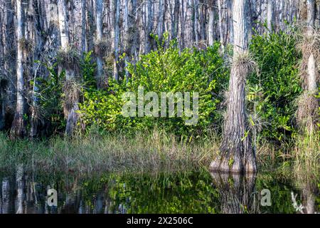 Bromeliadi piante di Tillandsia, amaca di legno duro e cipressi nella palude paludosa di una riserva nazionale, Florida. Foto Stock