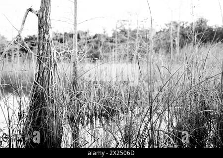 Amaca di legno duro e cipressi nella palude paludosa di un everglades, Florida Foto Stock