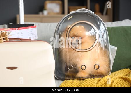 Simpatico cane della Pomerania con porta zaino a casa Foto Stock