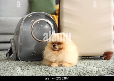Simpatico cane della Pomerania con porta zaino a casa Foto Stock
