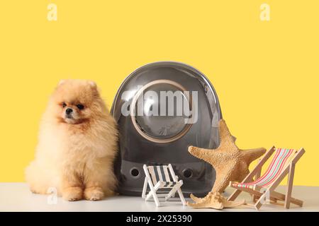 Simpatico cane della Pomerania con porta zaino, sedie a sdraio e stelle marine sul tavolo su sfondo giallo Foto Stock