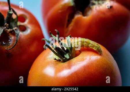 Caterpillar su pomodoro rosso maturo grande Foto Stock