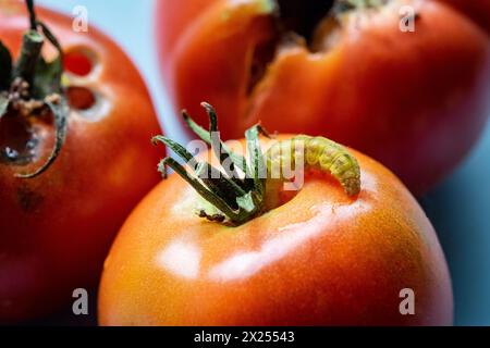 Caterpillar su pomodoro rosso maturo grande Foto Stock