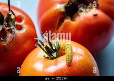 Caterpillar su pomodoro rosso maturo grande Foto Stock