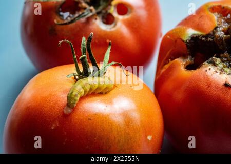 Caterpillar su pomodoro rosso maturo grande Foto Stock