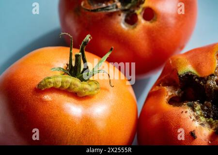 Caterpillar su pomodoro rosso maturo grande Foto Stock