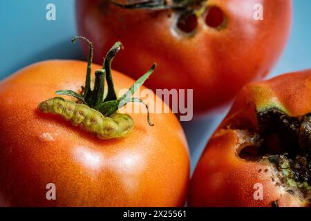 Caterpillar su pomodoro rosso maturo grande Foto Stock