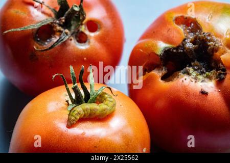 Caterpillar su pomodoro rosso maturo grande Foto Stock