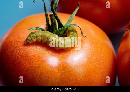 Caterpillar su pomodoro rosso maturo grande Foto Stock