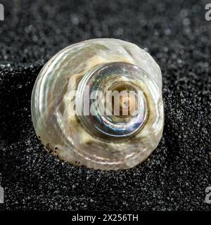 Pearl Turban Sea Snail Shell, Turbo marmoratus, su uno sfondo di sabbia nera da vicino Foto Stock