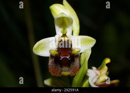 Fiore dell'orchidea del Levante (Ophrys levantina), un'orchidea delle api nell'habitat naturale di Cipro Foto Stock