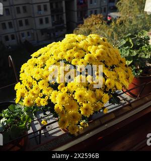 Crisantemi gialli, vasi di gerani e sedano sul davanzale fuori dalla finestra. I fiori crescono sul balcone e sul davanzale. Florido al chiuso Foto Stock