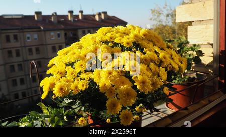 Crisantemi gialli, vasi di gerani e sedano sul davanzale fuori dalla finestra. I fiori crescono sul balcone e sul davanzale. Florido al chiuso Foto Stock