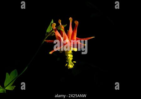 WESTERN Columbine (Aquilegia formosa) in Oregon, Stati Uniti. Foto Stock