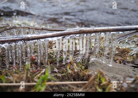 Il ghiaccio è acqua allo stato solido di aggregazione. Ghiaccioli e stalattiti sui rami degli alberi vicino all'acqua. Alluvione primaverile. l'acqua forma cristalli di una c Foto Stock