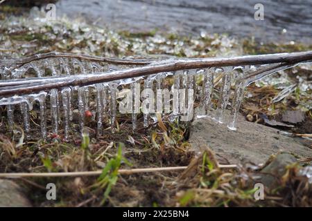 Il ghiaccio è acqua allo stato solido di aggregazione. Ghiaccioli e stalattiti sui rami degli alberi vicino all'acqua. Alluvione primaverile. l'acqua forma cristalli di una c Foto Stock