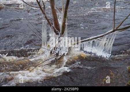 Il ghiaccio è acqua allo stato solido di aggregazione. Ghiaccioli e stalattiti sui rami degli alberi vicino all'acqua. Alluvione primaverile. l'acqua forma cristalli di una c Foto Stock