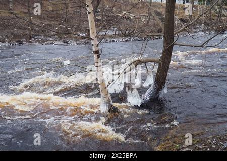 Il ghiaccio è acqua allo stato solido di aggregazione. Ghiaccioli e stalattiti sui rami degli alberi vicino all'acqua. Alluvione primaverile. l'acqua forma cristalli di una c Foto Stock