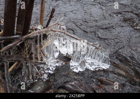 Il ghiaccio è acqua allo stato solido di aggregazione. Ghiaccioli e stalattiti sui rami degli alberi vicino all'acqua. Alluvione primaverile. l'acqua forma cristalli di una c Foto Stock