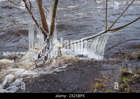 Il ghiaccio è acqua allo stato solido di aggregazione. Ghiaccioli e stalattiti sui rami degli alberi vicino all'acqua. Alluvione primaverile. l'acqua forma cristalli di una c Foto Stock