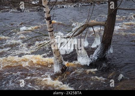 Il ghiaccio è acqua allo stato solido di aggregazione. Ghiaccioli e stalattiti sui rami degli alberi vicino all'acqua. Alluvione primaverile. l'acqua forma cristalli di una c Foto Stock