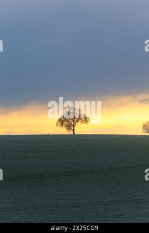 Ein einzelner Baum steht am Donnerstag 18.04.2024 unweit von Lelkendorf Ortsteil Küsserow Landkreis Rostock im Licht der aufgehenden Sonne. AM Freitag 19.04.2024 soll es in Meclemburgo Vorpommern zunächst einmal Regen geben. für das Wochenende versprechen die Metrologen für den Nordosten jedoch wieder Sonne und schönes Wetter. *** Un singolo albero si erge alla luce del sole nascente giovedì 18 04 2024 non lontano da Lelkendorf, distretto di Küsserow di Rostock venerdì 19 04 2024 si suppone che piova nel Meclemburgo-Pomerania occidentale per il fine settimana, tuttavia, i metrologi promettono sole ed essere Foto Stock