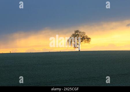 Ein einzelner Baum steht am Donnerstag 18.04.2024 unweit von Lelkendorf Ortsteil Küsserow Landkreis Rostock im Licht der aufgehenden Sonne. AM Freitag 19.04.2024 soll es in Meclemburgo Vorpommern zunächst einmal Regen geben. für das Wochenende versprechen die Metrologen für den Nordosten jedoch wieder Sonne und schönes Wetter. *** Un singolo albero si erge alla luce del sole nascente giovedì 18 04 2024 non lontano da Lelkendorf, distretto di Küsserow di Rostock venerdì 19 04 2024 si suppone che piova nel Meclemburgo-Pomerania occidentale per il fine settimana, tuttavia, i metrologi promettono sole ed essere Foto Stock