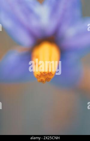 Silverleaf Nightshade o Solanum elaeagnifolium Foto Stock