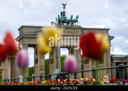 Berlino, Germania. 20 aprile 2024. Ci sono tulipani di fronte alla porta di Brandeburgo. Crediti: Christophe Gateau/dpa/Alamy Live News Foto Stock