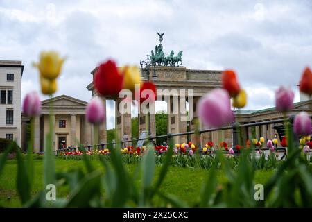 Berlino, Germania. 20 aprile 2024. Ci sono tulipani di fronte alla porta di Brandeburgo. Crediti: Christophe Gateau/dpa/Alamy Live News Foto Stock