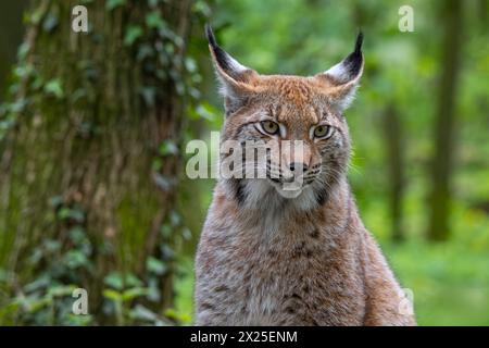 Ritratto ravvicinato della lince eurasiatica (Lynx Lynx) nella foresta Foto Stock