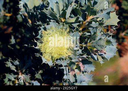 Parrot bush (ex specie Dryandra rinominato Banksia sessilis) endemico dell'angolo sud-ovest dell'Australia Occidentale Foto Stock