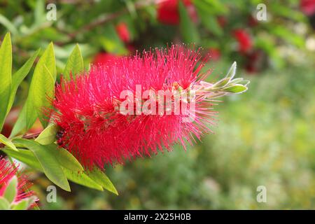 Pennello rosso comune (Melaleuca ex specie callistemone) originario dell'Australia e arbusto ornamentale del Mediterraneo popolare (Lago di Garda, Italia) Foto Stock