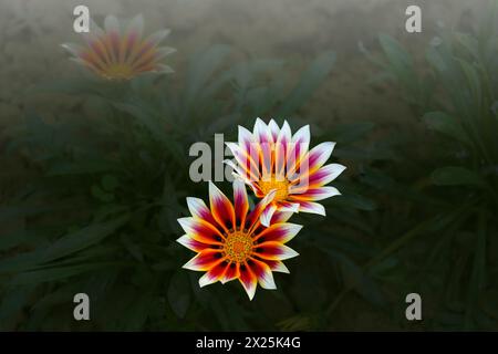 Gazania rigens (SYN. G. splendens), a volte chiamato fiore del tesoro, è una specie di pianta di fioritura nella famiglia Asteraceae, originaria della zona costiera Foto Stock