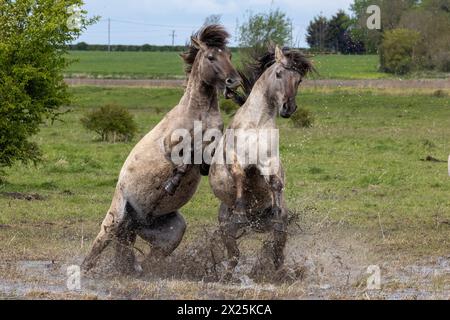 Cavalli Konik che combattono a Wicken Fen nel Cambridgeshire. Due stalloni selvaggi si sono affrontati in una lotta per il dominio in scene drammatiche nella contea INGLESE Foto Stock