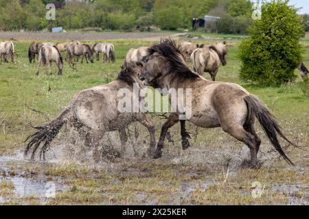 Cavalli Konik che combattono a Wicken Fen nel Cambridgeshire. Due stalloni selvaggi si sono affrontati in una lotta per il dominio in scene drammatiche nella contea INGLESE Foto Stock