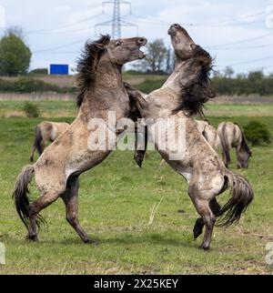 Cavalli Konik che combattono a Wicken Fen nel Cambridgeshire. Due stalloni selvaggi si sono affrontati in una lotta per il dominio in scene drammatiche nella contea INGLESE Foto Stock